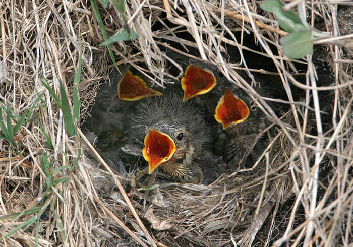 jonge witte kwikstaartjes.jpg